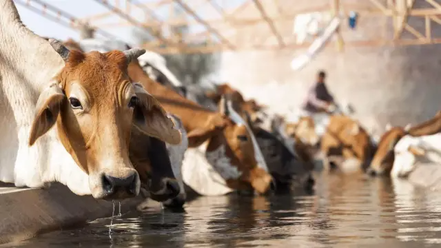 Qurbani animal